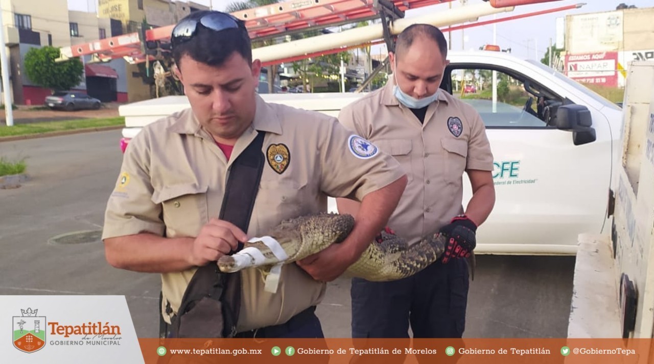 PROTECCIÓN CIVIL DE TEPATITLÁN CAPTURA COCODRILO EN LOMAS DEL BOSQUE