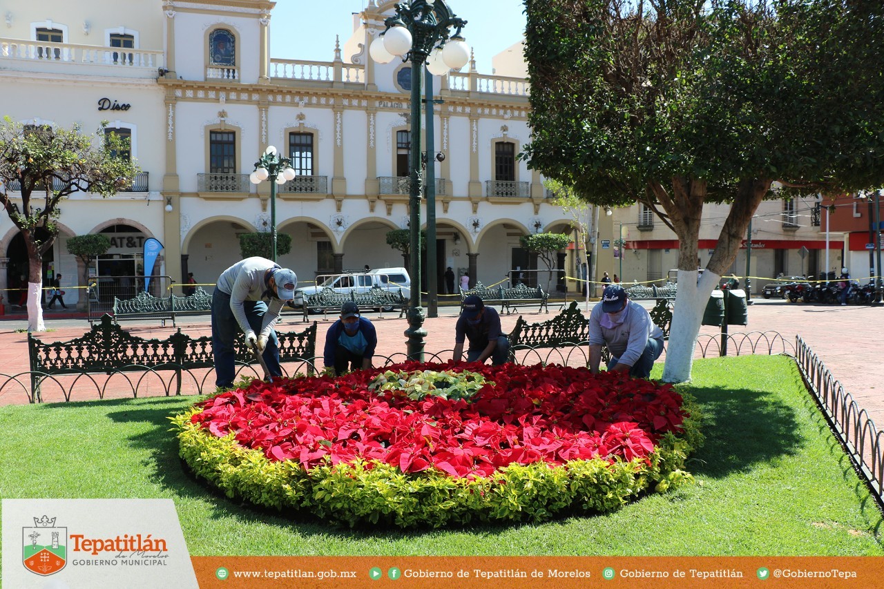 La flor de nochebuena se hace presente en nuestro municipio